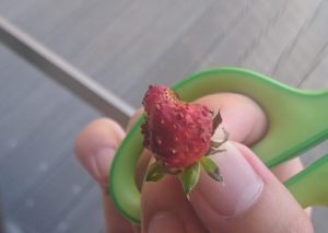 苺の実-宝交早生-甘みがあり小ぶりの実が特徴